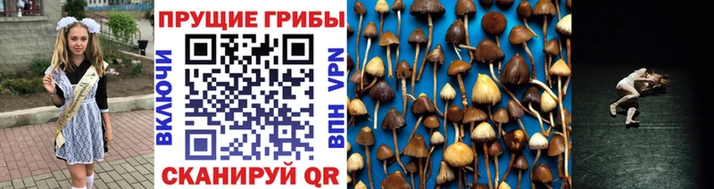 Галлюциногенные грибы Psilocybine cubensis  Ржев 